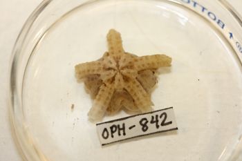 Media type: image;   Invertebrate Zoology OPH-842 Description: Preserved specimen.;